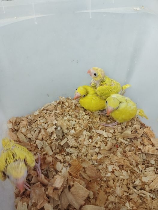 Ring necks para criar á mão