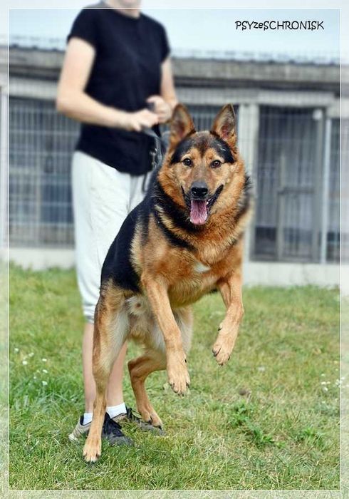Clark – piękny, uśmiechnięty prawie owczarek – kocha ludzi i lubi psy