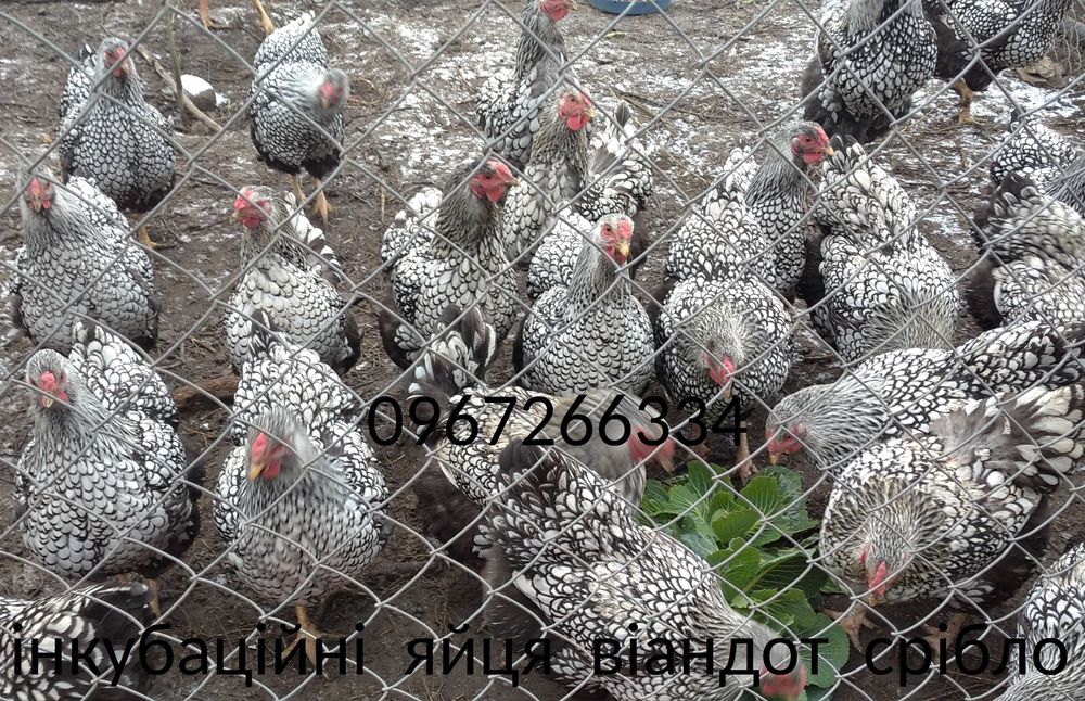 инкубационное яйцо курей виандот серебро віандот яйця на інкубацію