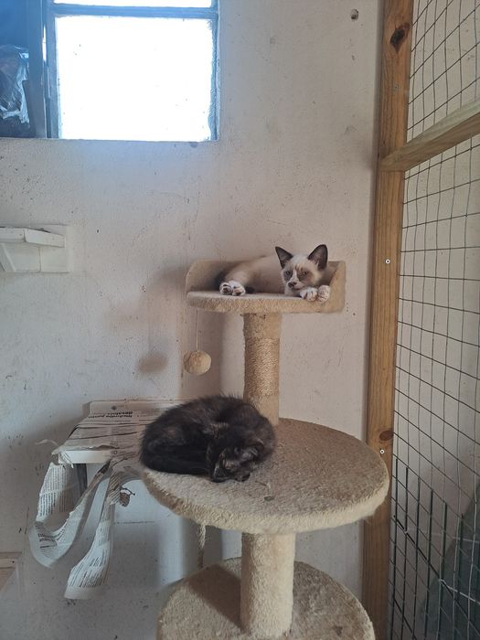 Gatinhas fêmeas com 2 meses para adoção