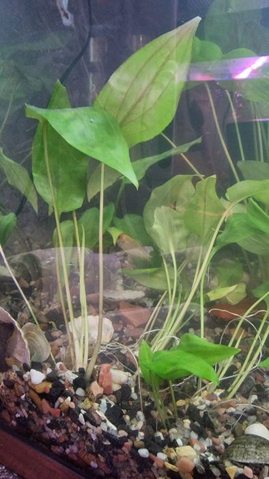 Гурамі мирні рибки