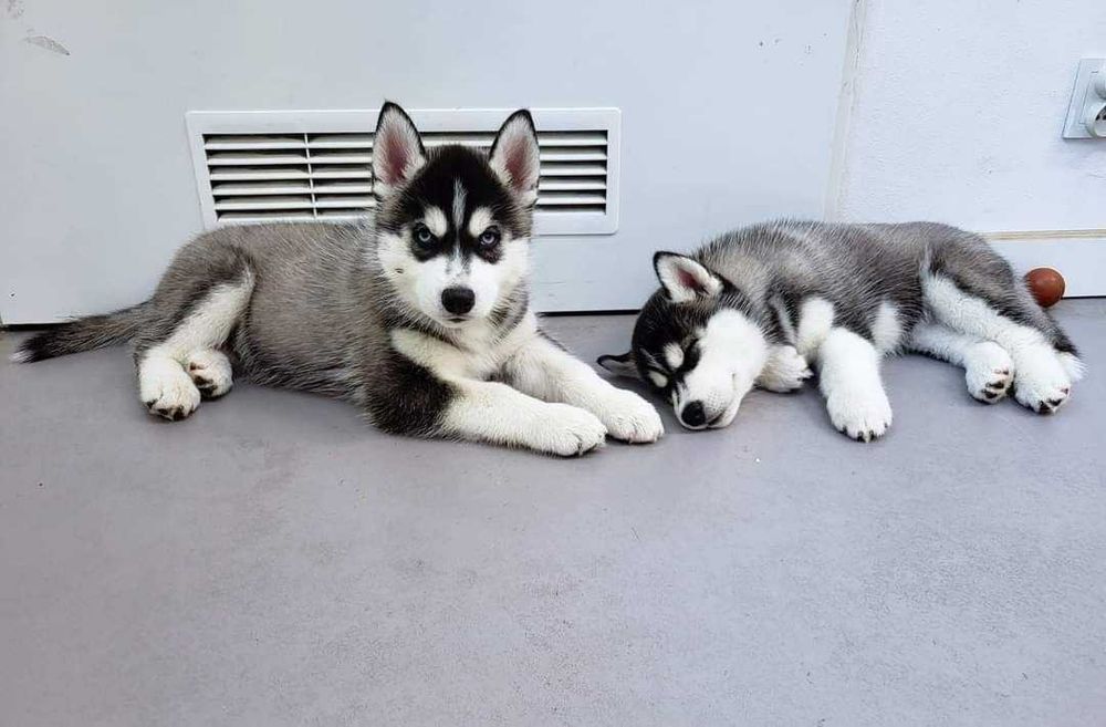 Голубоокі цуценята сибирскої хаскі готові до переїзду! З документами!