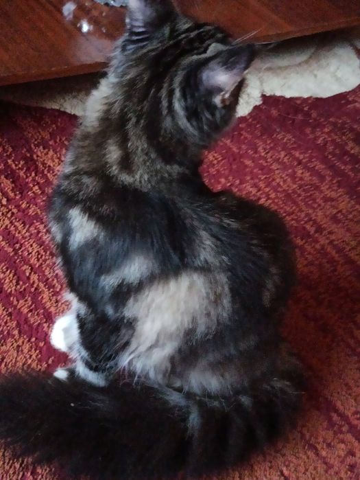 Мейн куночка готова до переїзду