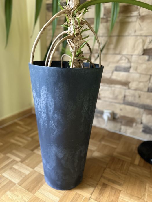 Roślina kwiat Pandan średnica 1,5 metra doniczka