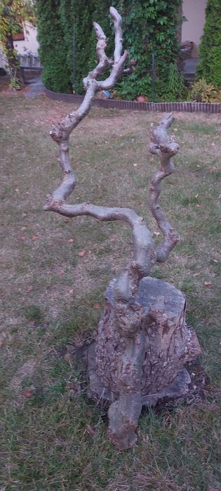 Drzewko do terrarium