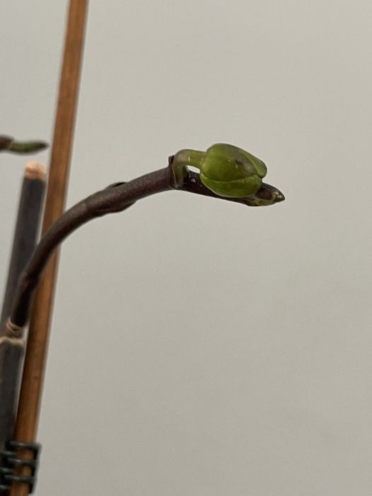 Орхідея Екзотік Пунш