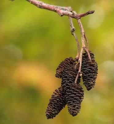 Folhas e pinhas para aquários, com taninos ou decoração