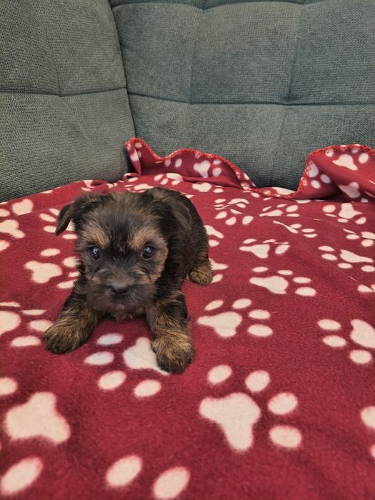 Yorkshire terrier sunia