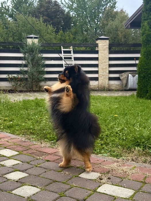 Померанський шпіц