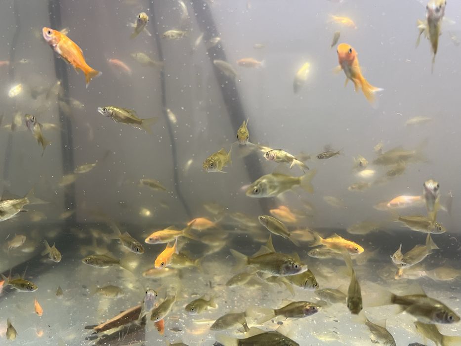 Peixes kinguios de lago