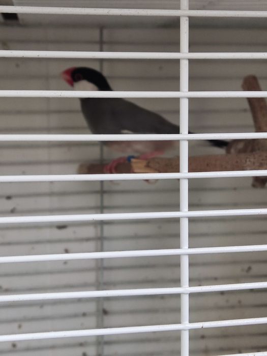 Vendo canários java