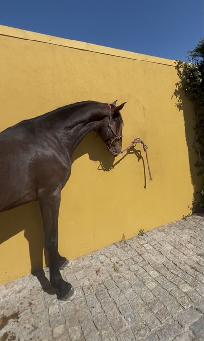 Lusitano com 3 anos