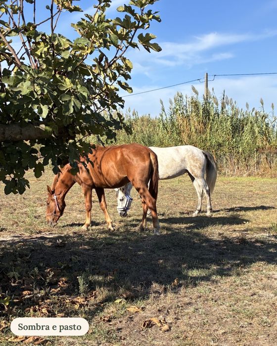 Penso de cavalos / Horse livery – box disponível – Alfeizerão