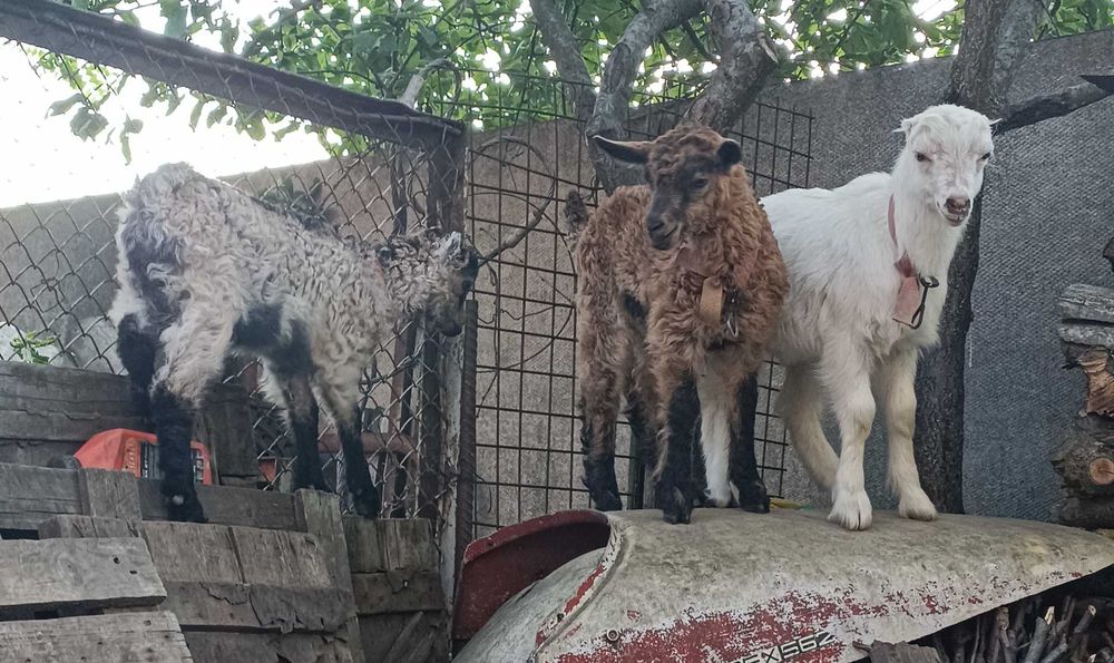 Козенята Ламанча