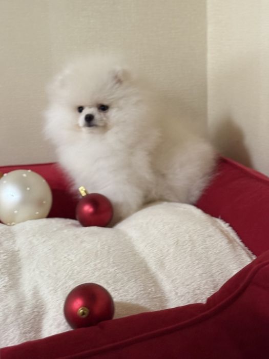 Міні Хлопчик померанського шпіца