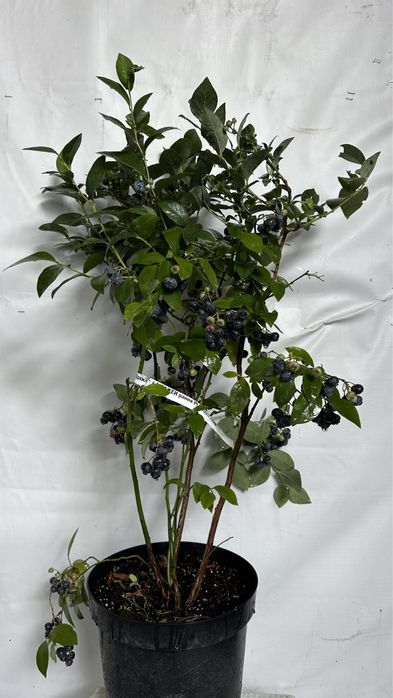 Лохина. 2 річна. Була з плодами