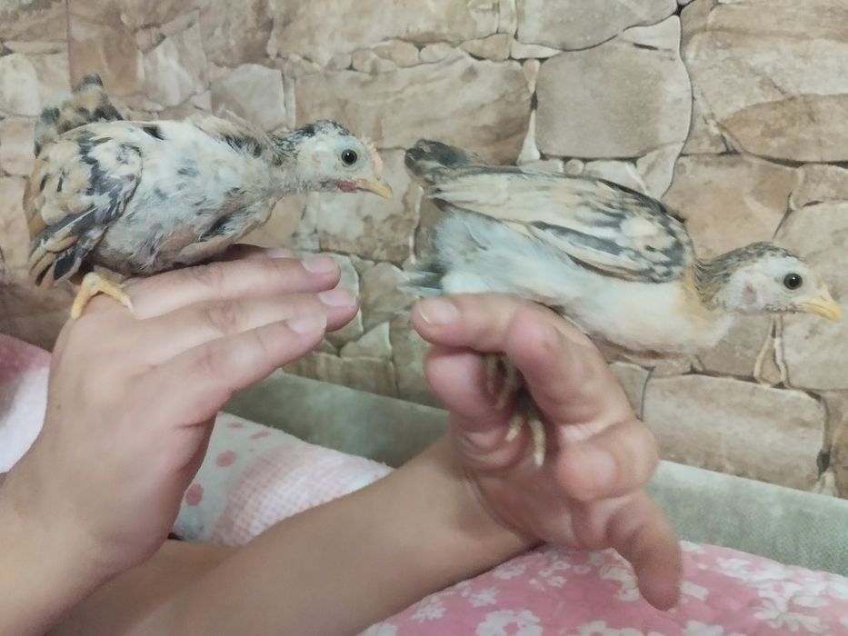 Galinhas seramas