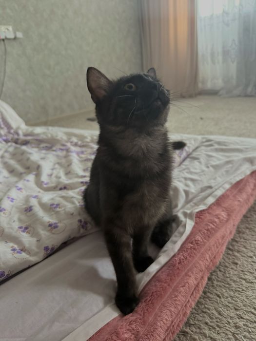 Котик срочно шукає  маму