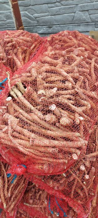 Продам корінь хріну