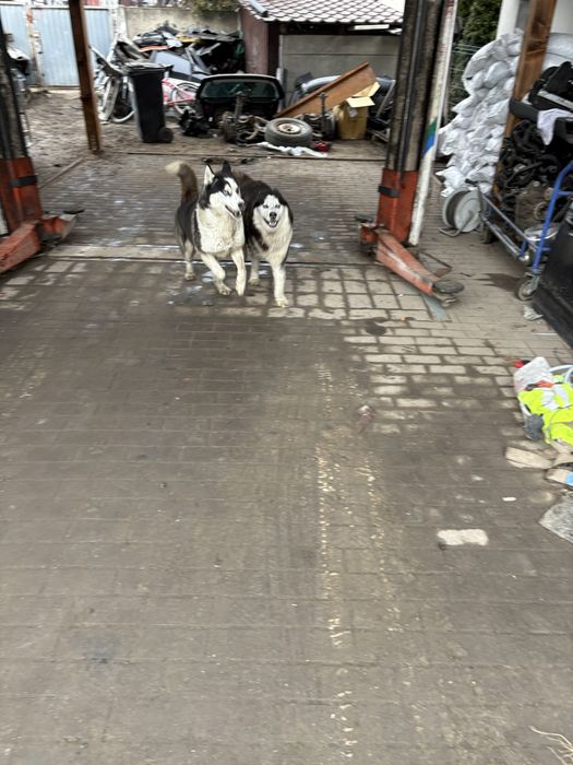 Oddam haski z rodowodem