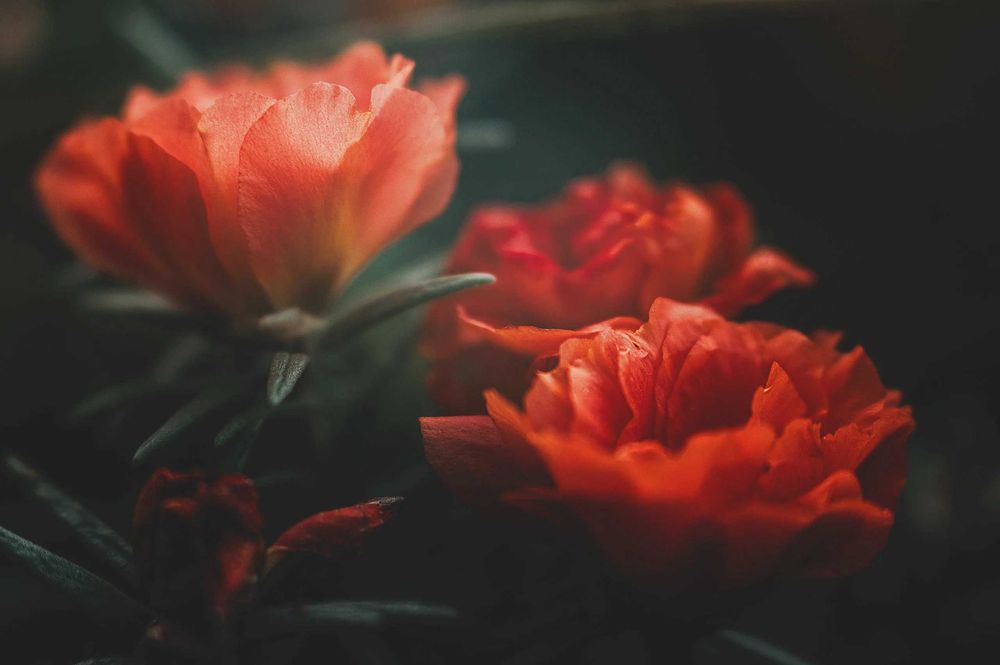 Lensbaby Velvet 56mm f 1.6 Sony E mount