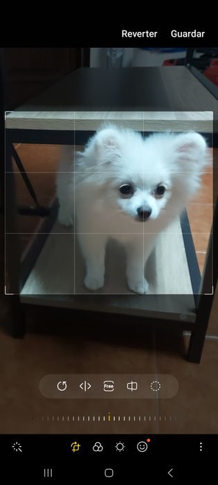 Lulu Pomerânia-Fêmea branca