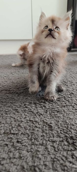 Bentley - Piękny kocurek Maine coon/prawdziwa domowa chodowla/