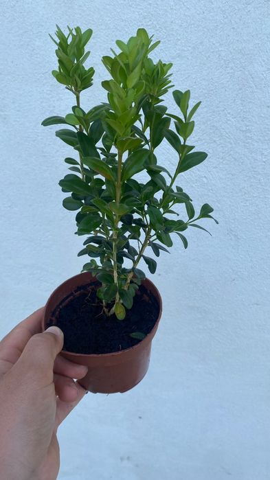 Buxus Sempervirens- Sebe Rasteira