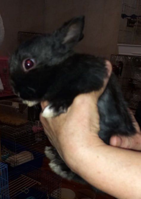 Кролик маленький 4 тижні