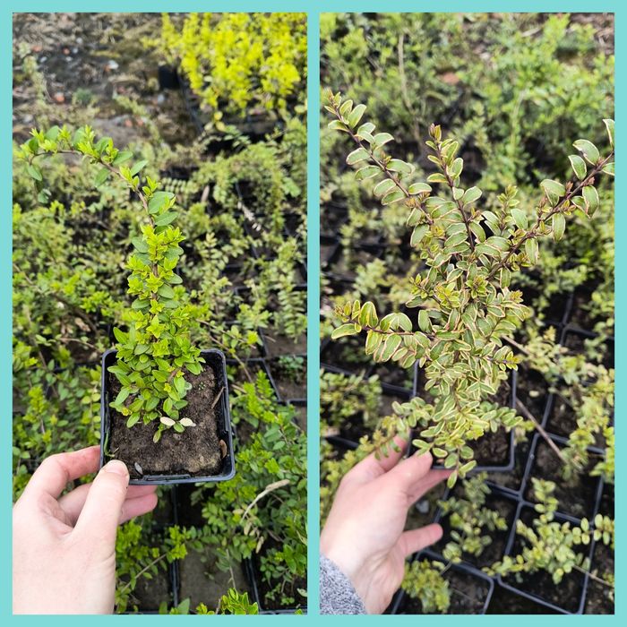 Жимолость декоративна Variegata і шапочна у горщику