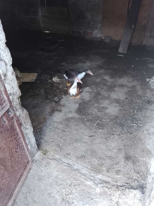 Patos mudos adultos