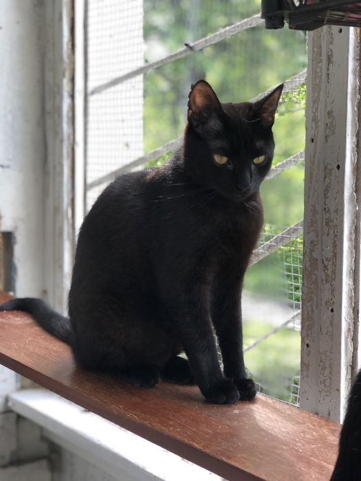 Кот 1 год Космос бесплатно