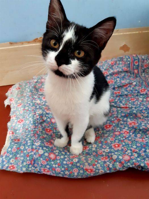 Віддам котиків добрим людям