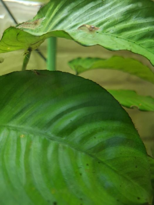 Krewetki Neocaridina Red Cherry (Kundelki)