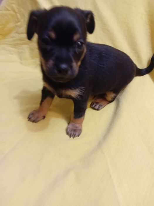 Продажа цуценят той-тер'єра