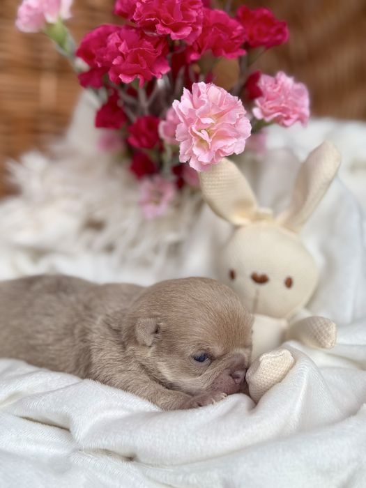 Chihuahua MALUTKI piesek isabell CUDO