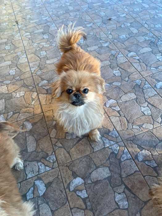 Продам пекінеса,хлопчик