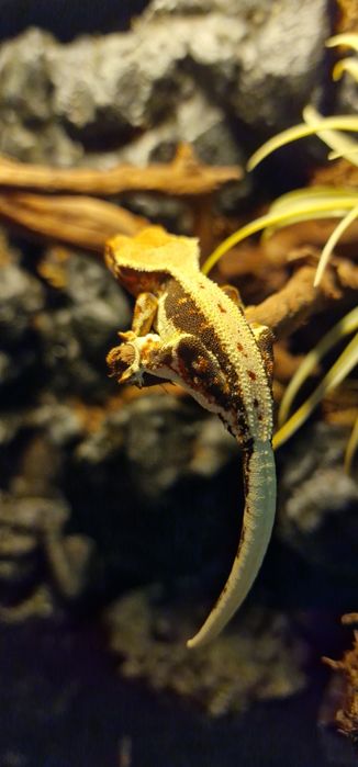 REZERWACJA Gekon orzęsiony samiec lilly white tricolor full pinstripe B12-J7-3 odchowany correlophus ciliatus  jaszczurka lizard crested gecko