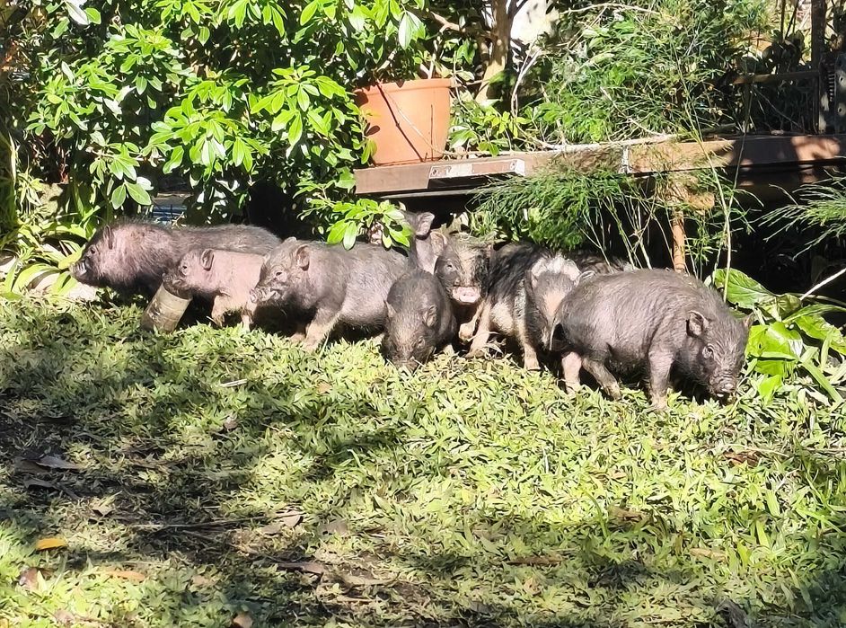 Porquinhos vietnamitas 2 meses