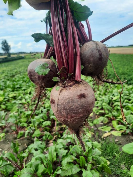 Buraczki czerwone jadalne