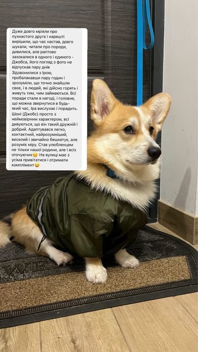 Вельш коргі пемброк