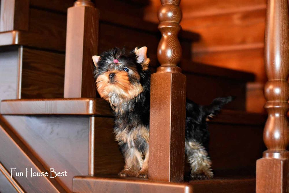 Шикарного качества девочка йоркширский терьер!