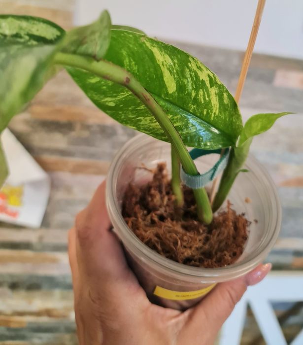 Rhaphidophora Megasperma Gorilan var