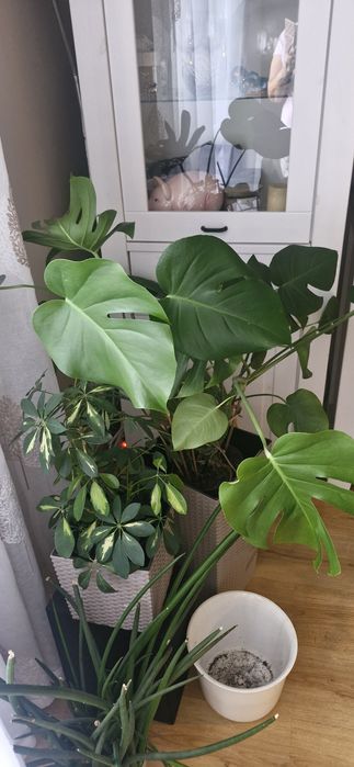 Monstera  dziurawa I zwykla