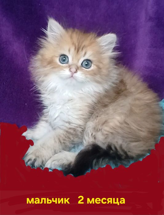 Роскошные котята шиншилла британская