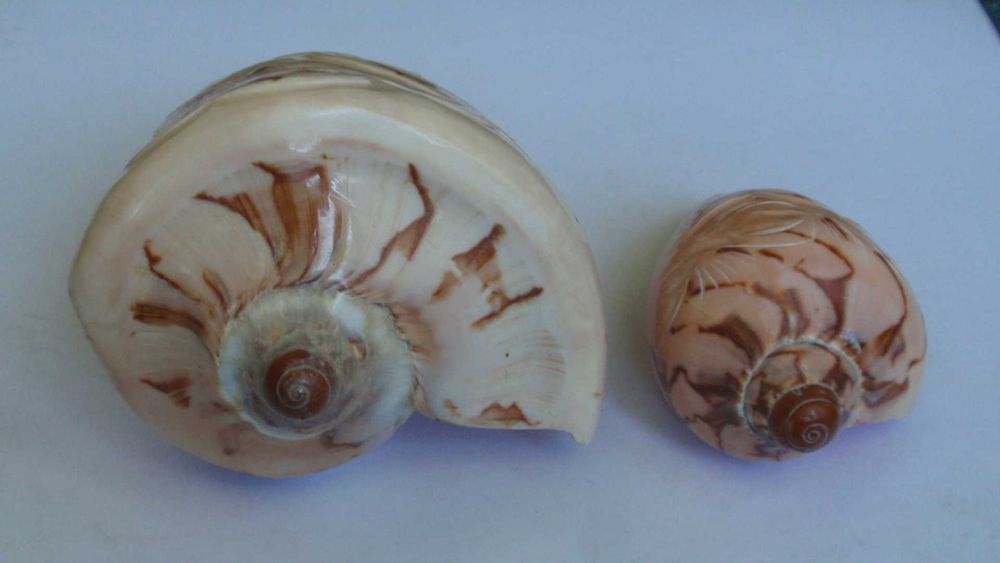Ракушки с дельфинами