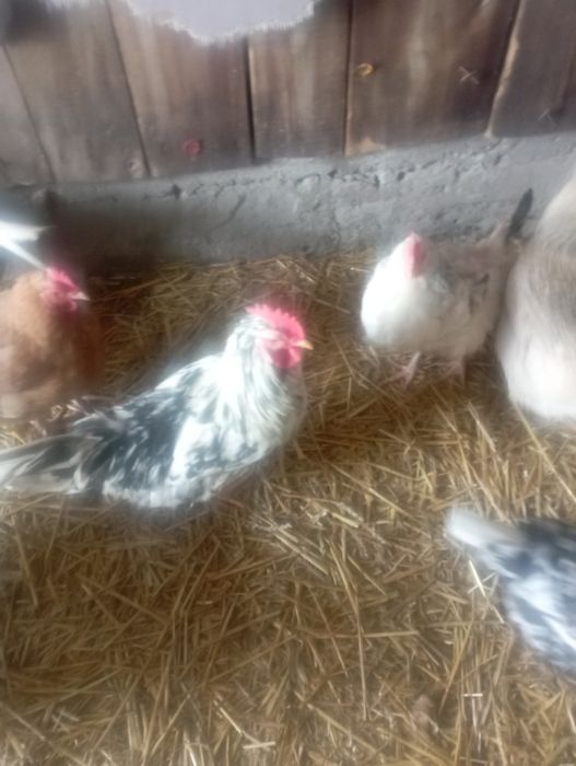 Koguty młode z lata różne gatunki