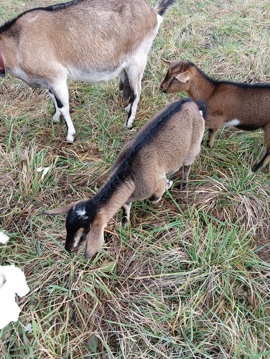 Młoda koza rasa alpejska