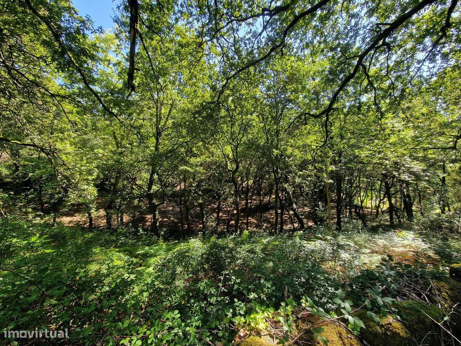 Terreno  Venda em Mosteiro,Vieira do Minho