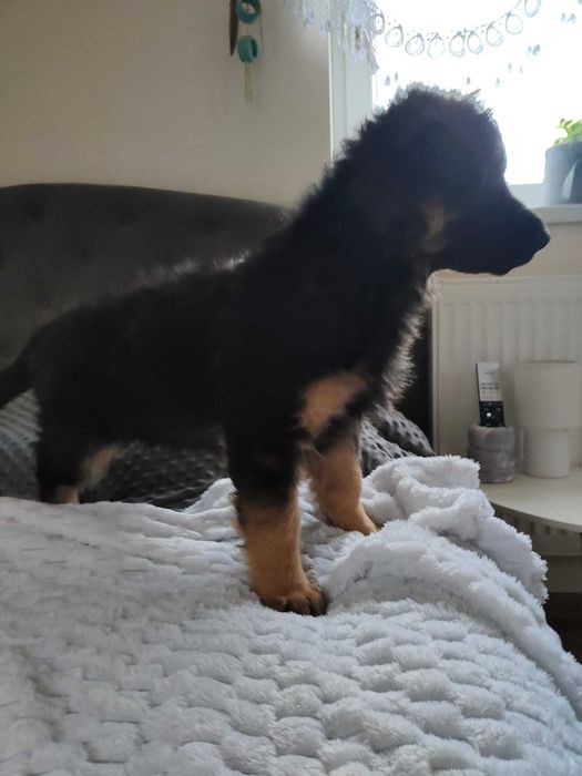 Owczarek niemiecki długowłosy